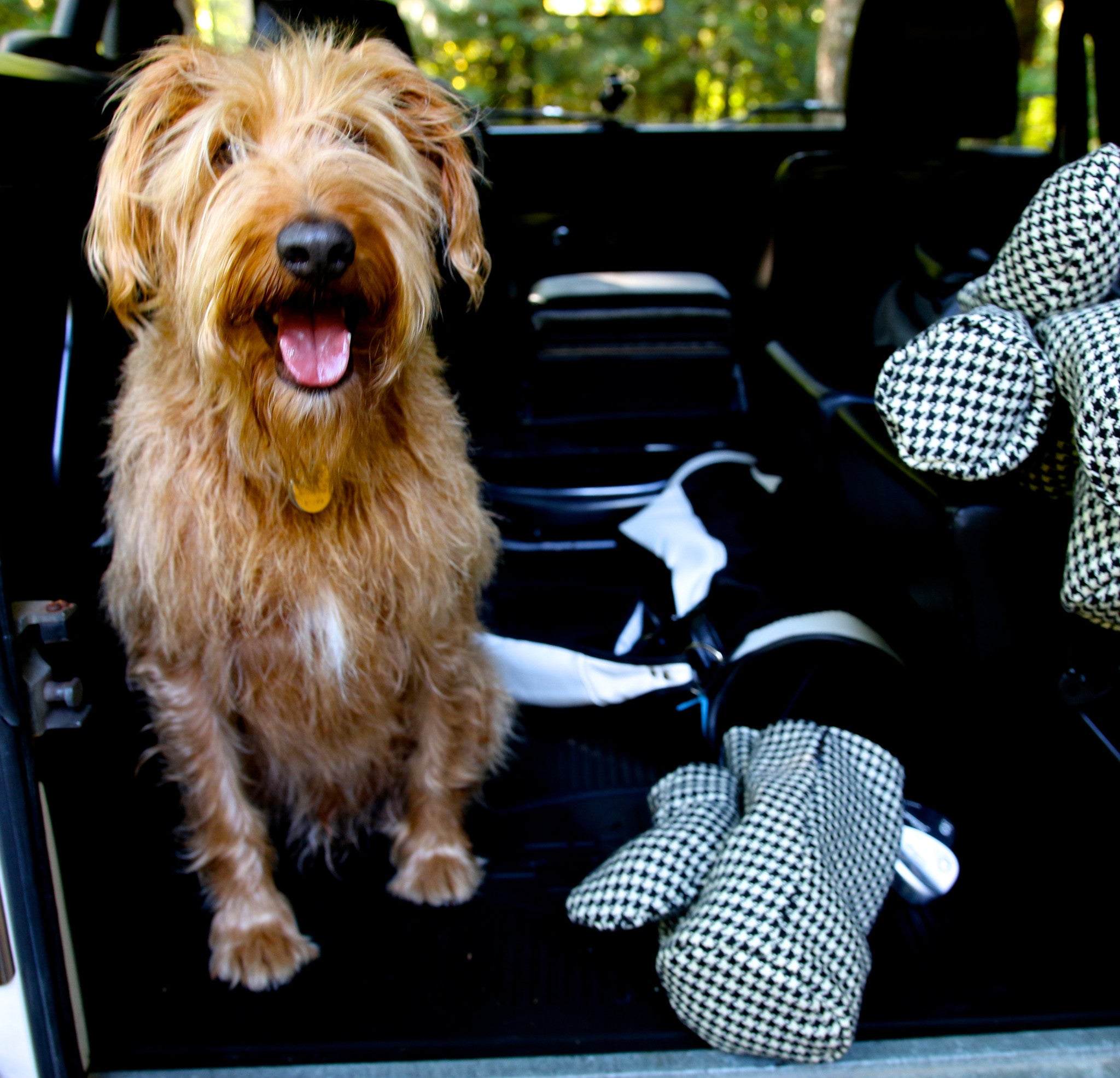 Dogtooth