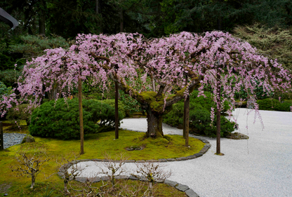 Sakura Driver Headcover