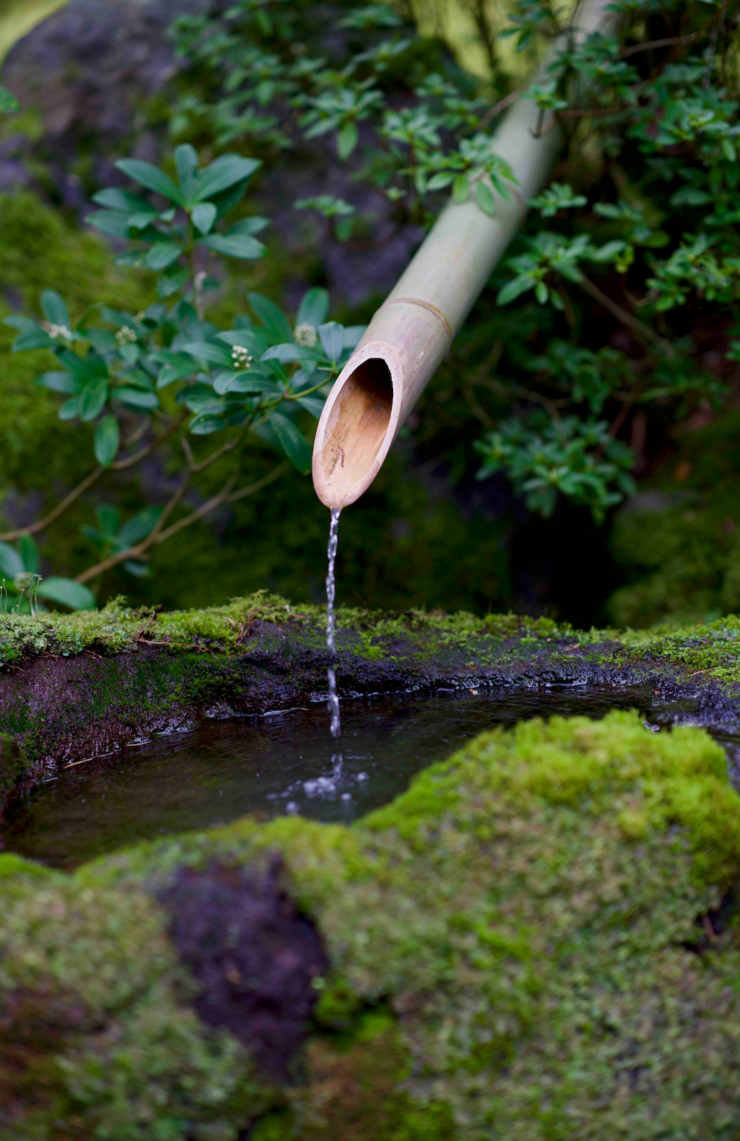 Sakura Driver Headcover